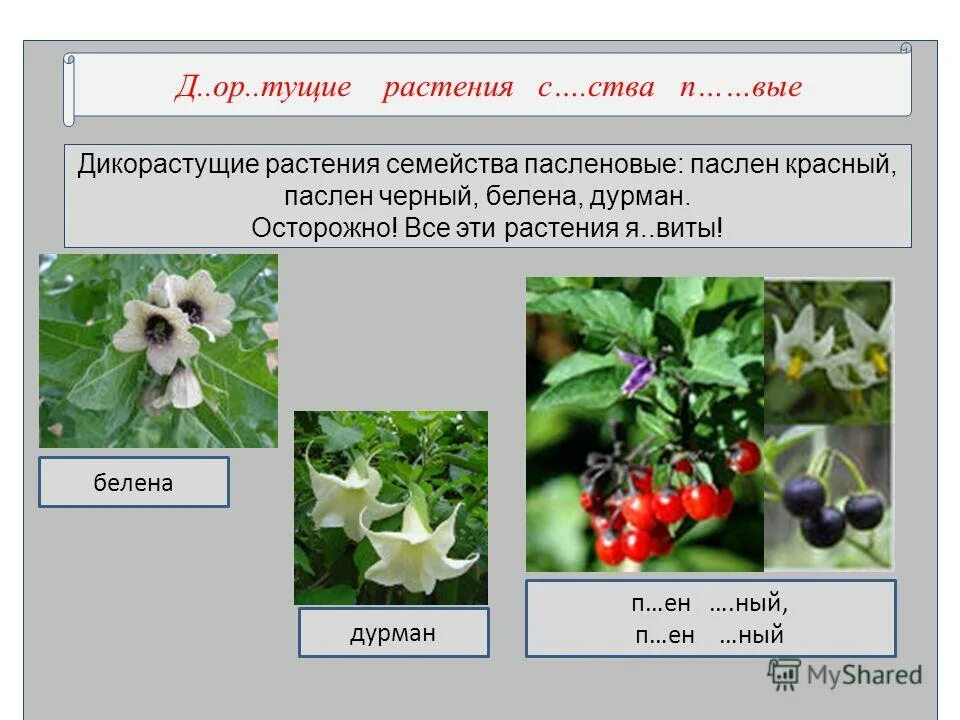 К какому семейству относится п