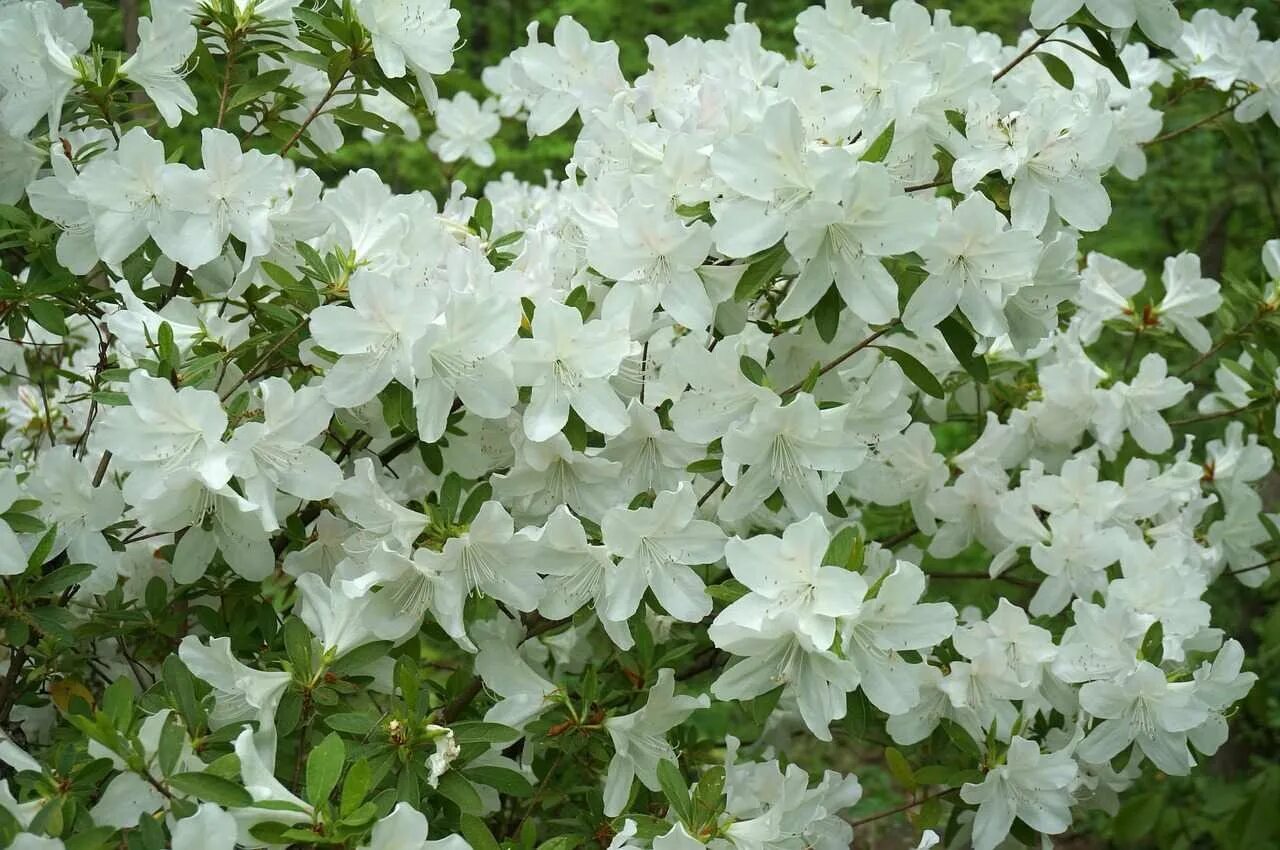 Спирея майская. Спирея бульденеж. Спирея городчатая (spiraea crenata). Цветущий кустарник с белыми цветами название. Экзохорда мэджикал.