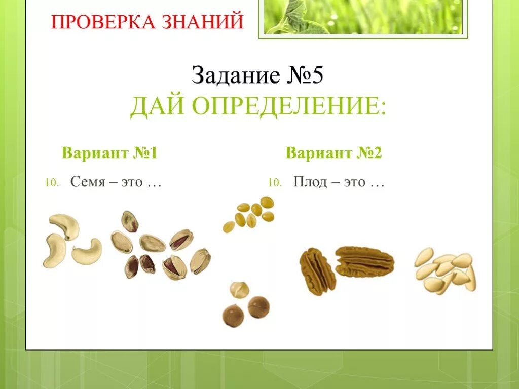 Урок биологии семена. Семя биология. Семена это определение. Семя определение биология. Семена задания.