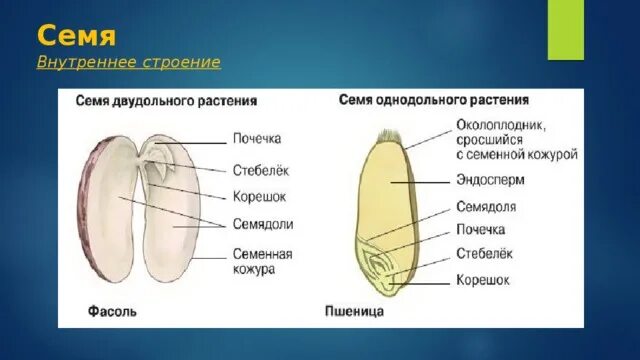 Строение семени покрытосеменных. Схема строения двудольного семени. Строение однодольного семени. Схема строения однодольного растения. Схема семени однодольного растения.