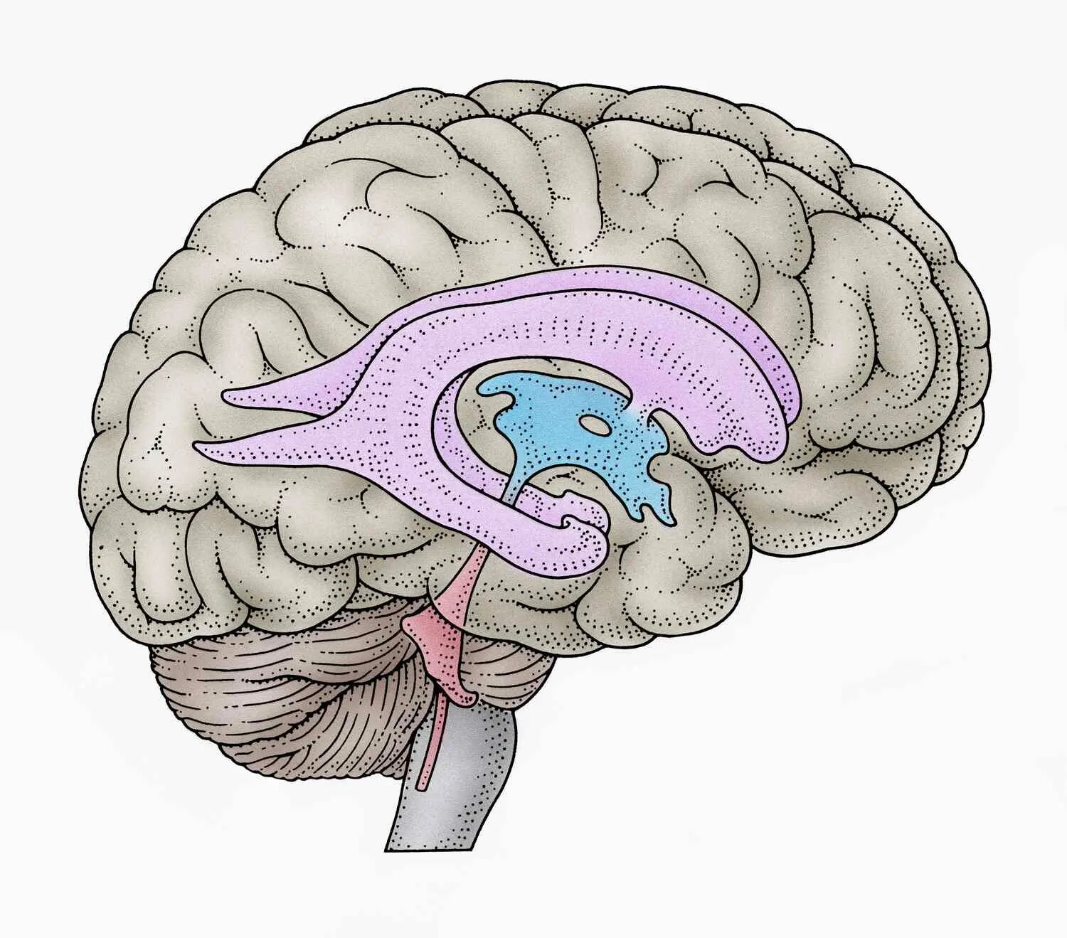 7 3 brain. Полости головного мозга желудочки. 3 И 4 желудочки головного мозга. Желудочки головного мозга 3д. Полость третьего желудочка головного мозга.