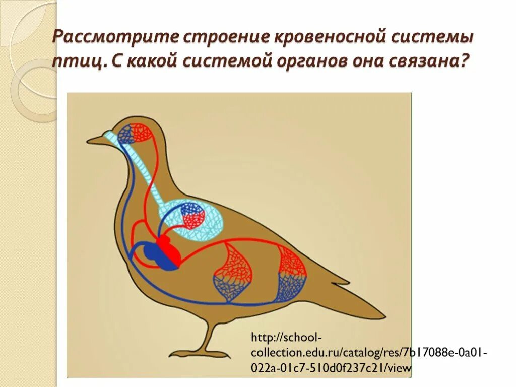 Система органов животных 8 класс биология. Кровеносная система птиц. Строение кровеносной системы птиц. Органы кровеносной системыgnbw. Кровеносная дыхательная пищеварительная системы птиц.