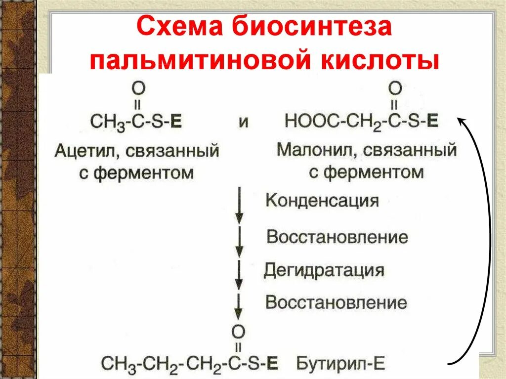 Синтез пальмитиновой кислоты. Схема синтеза пальмитиновой кислоты. Схема биосинтеза пальмитиновой кислоты. Синтез пальмитиновой кислоты из аланина. Первый цикл синтеза пальмитиновой кислоты.