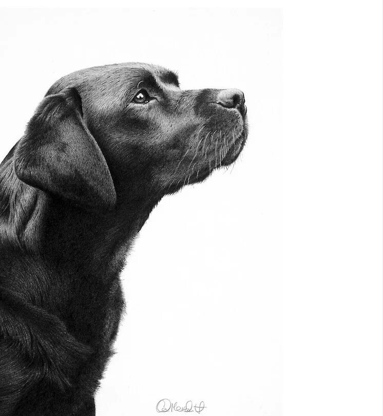 Рисунки черных собак. Лабрадор ретривер профиль. Лабрадор в профиль. Лабрадор рисунок. Портрет собаки черно белый.