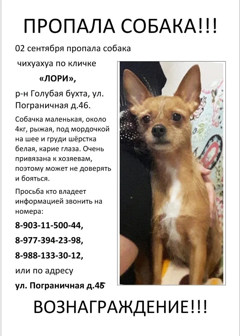 Объявление о пропаже собаки образец. Объявление о пропаже собаки. обьявлениео пропаже собаки. объявление о пропаже щенка. объявление пропала собака.