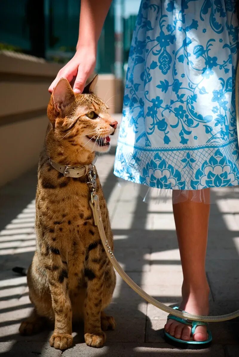 Порода кошек ашера. Мейн кун Ашера. Ашера (кошка). Королевская Ашера.