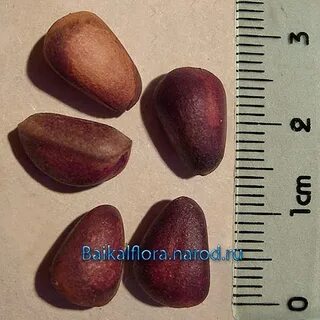 Семена сосны кедровой сибирской