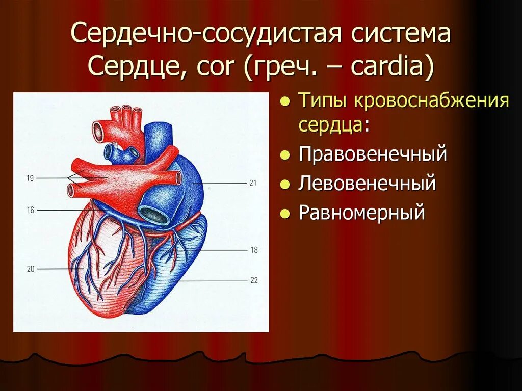 Насколько сердце. Строение артерий сердца. Кровеносные сосуды сердца анатомия. Крупные сосуды сердца. Артериальные сосуды сердца.