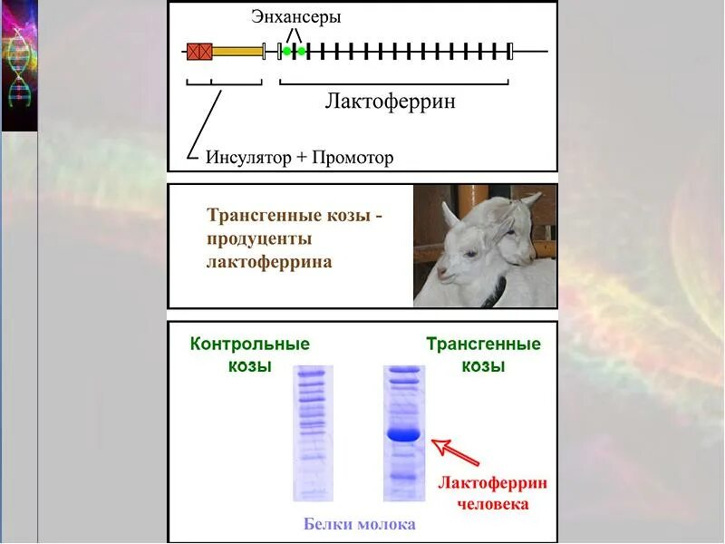 Консумент первого и второго порядка 3 консумент. Продуцент коза. Продуцент коза. Редуценты примеры человек. Группы организмов в сообществе.