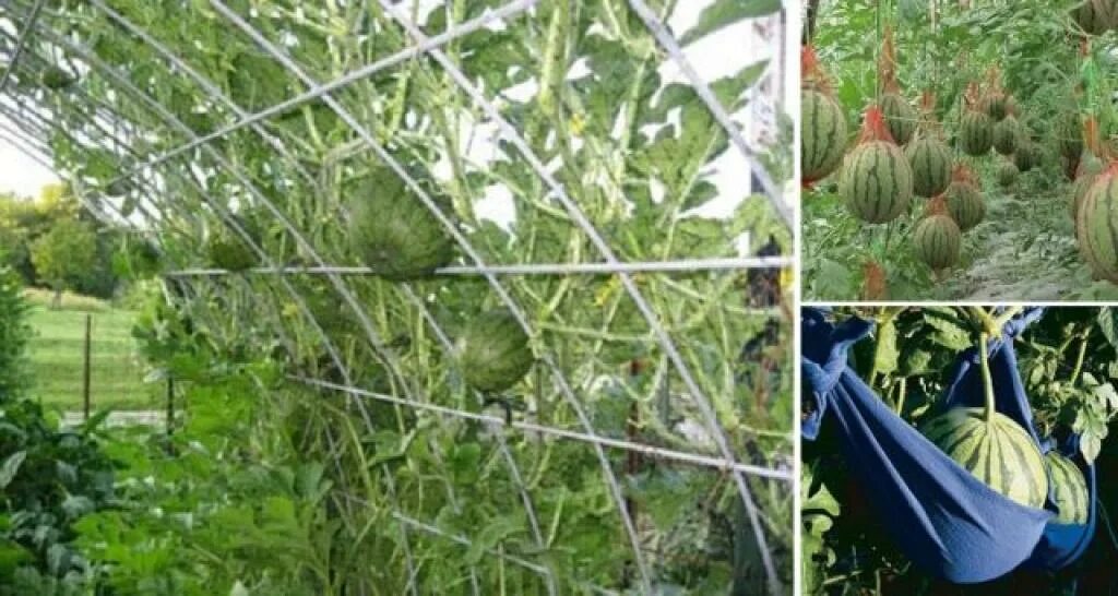шпалера для тыквы. бахчевые лагенария. сетка шпалерная бахча. приспособления для тыквы. подвязать огурцы на шпалере.