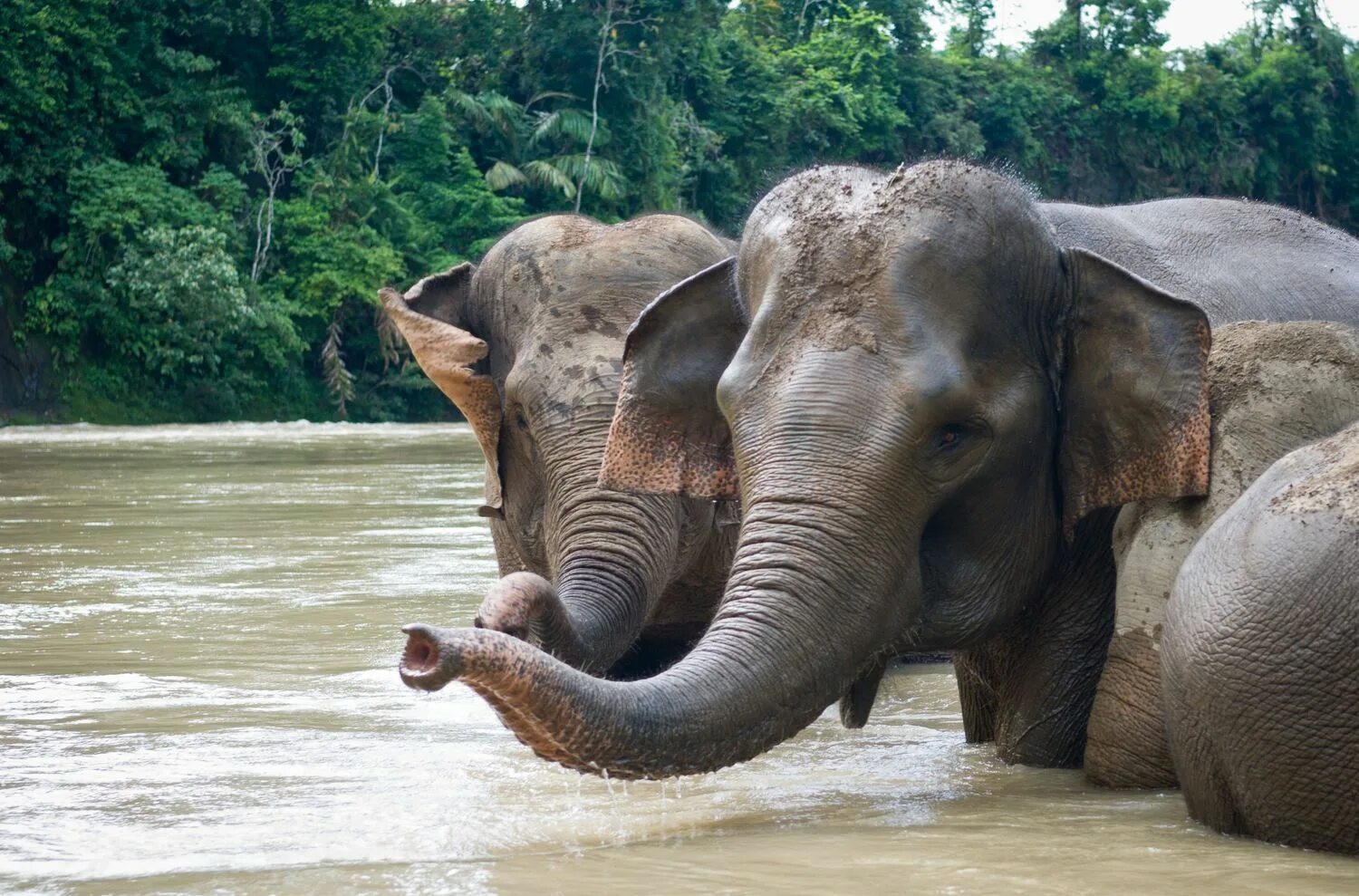 Elephant river. Суматранский слон. Суматра слоны. Суматранский слон на острове Калимантан. Азиатский слон.