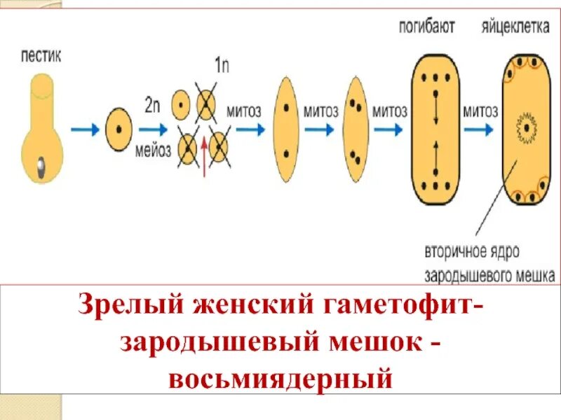 Стадии женского гаметофита. Восьмиядерный зародышевый мешок. Ядра восьмиядерного зародышевого мешка. Женский зародышевый мешок гаметофит. Зародышевый мешок (женский гаметофит) содержит.