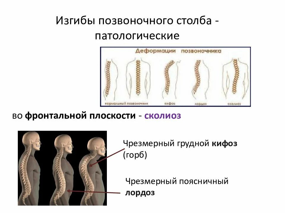 Естественные изгибы позвоночника