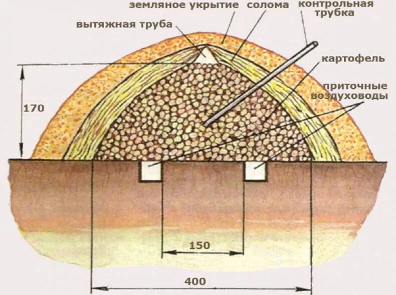 В овощехранилище было 1280 ц моркови когда. Бурты и траншеи для картофеля. Схема бурта для хранения картофеля. Хранение картофеля, овощей в буртах и траншеях. Хранение кормовой свеклы в буртах.