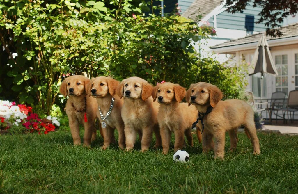 щенки рос. семья с собакой. семь собак. 7 щенят. щенки 18 дней.