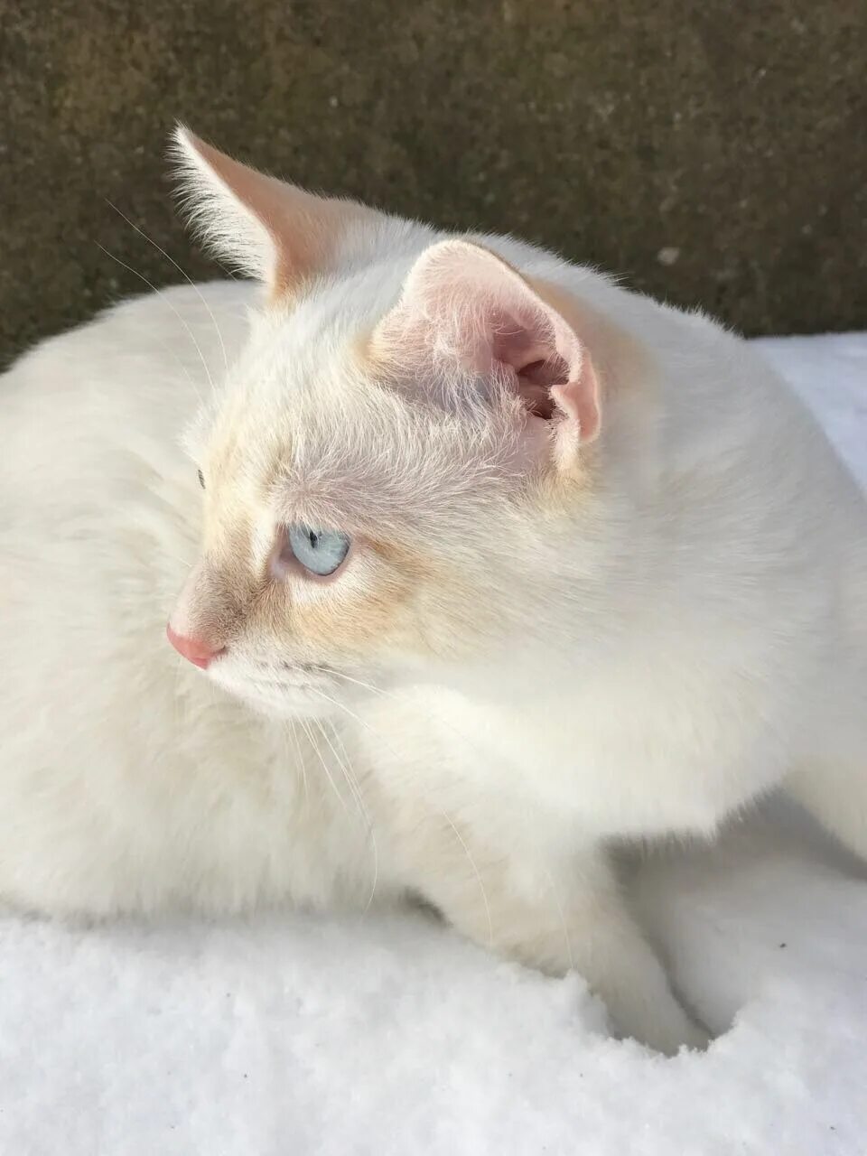 Сиамская кошка ред пойнт. Райская кошка ре поинт. Тайский кот окрас ред поинт. Тайская кошка ред пойнт. Тайская кошка ред пойнт.