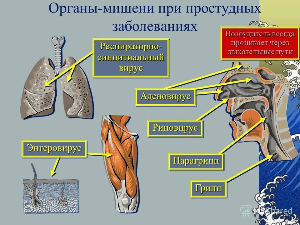 Орган мишень щитовидной железы. Органы мишени при аденовирусной инфекции. Органы мишени вируса гриппа. Органы мишени при гриппе.