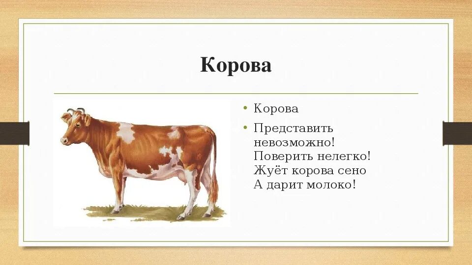 Корова урок 5 класс. Домашние животные презентация. Домашние животные презентация для дошкольников. Корова жует. Презентация домашнее животное корова для детей.