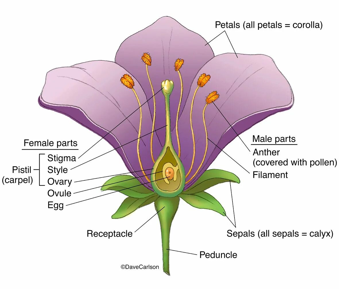 Be a flower kusuriya. Схема строения цветка пестик и тычинка. Строение тычинки и пестика строение цветка. Схема строения цветка пестик. Цветок пестик и тычинка схема.