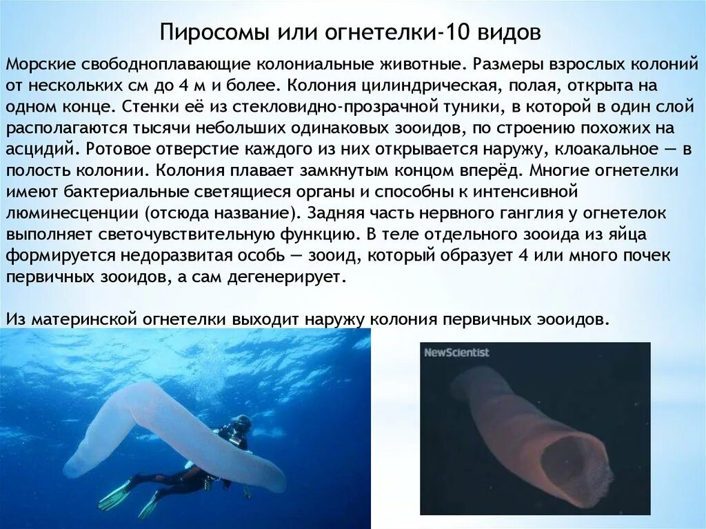 Сообщение о личиночно хордовых