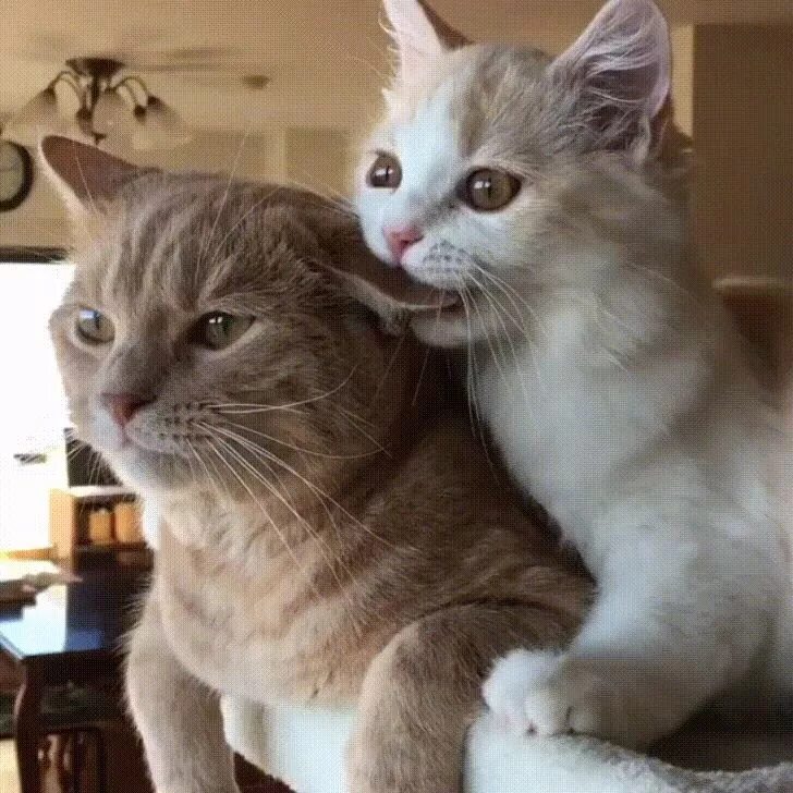 Кошка облизывает и кусает. Кошка кусь. кот кусает. котики кусаются. два котика.