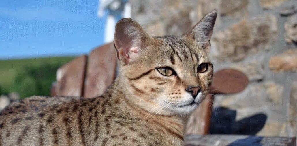 Кошки египта порода. Кот породы египетский мау. Кошки египта порода. Кот египетский мау. Кошки египта порода.
