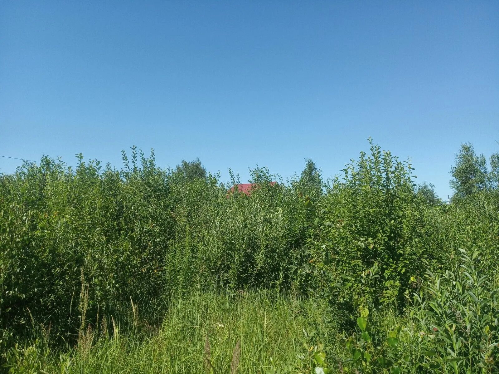 Деревня дубки. Снт 7 дубки климовск. Снт дубки газопровод. Снт орехово зуево, березка. Участки снт дубок.