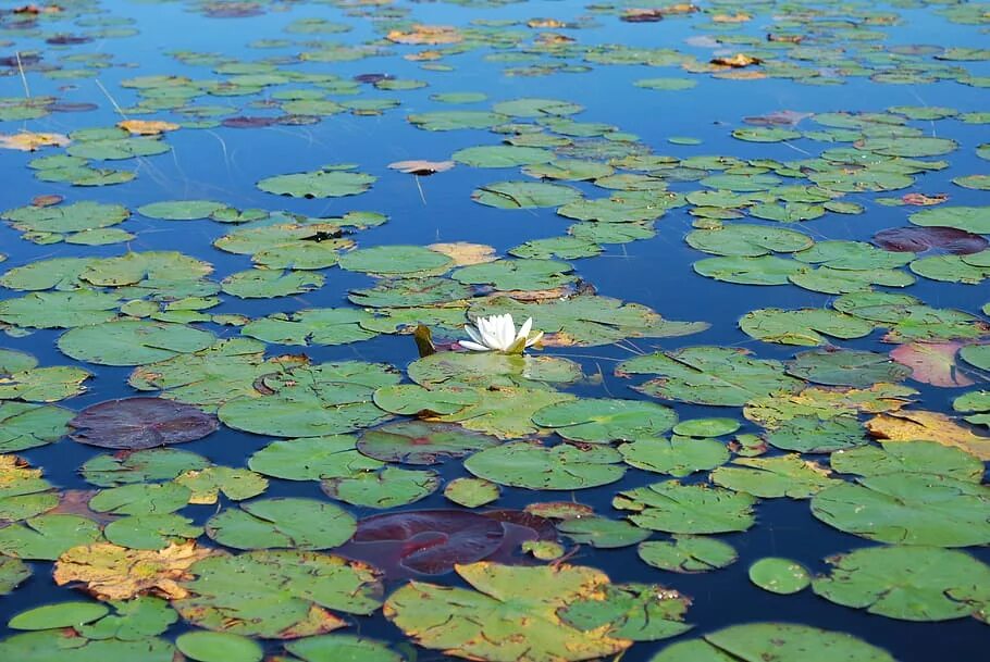 Большие листья на воде