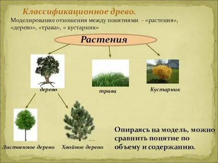 Понятие растение является