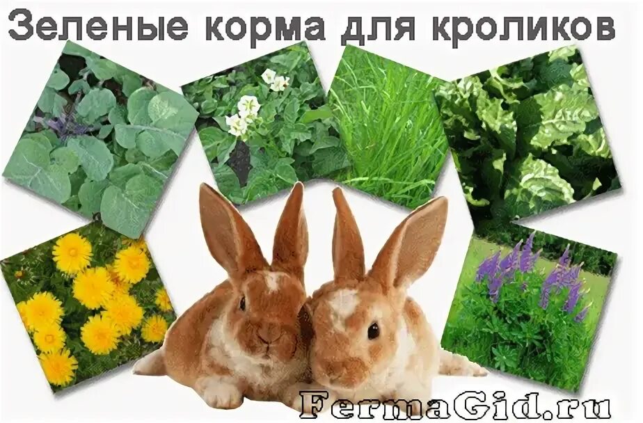 Какую траву можно давать кроликам. Кролик в траве. Растения для кроликов. Зеленые корма для кроликов. Полезные растения для кроликов.