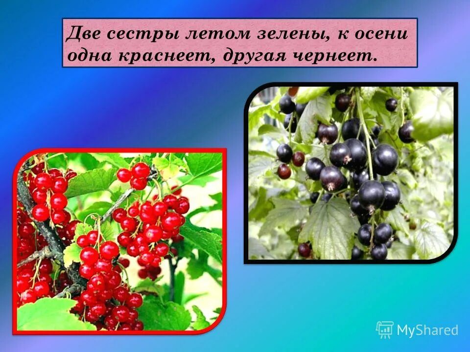 две сестры. две сестры летом зелены к осени одна краснеет другая чернеет. две сестры весной зелены к лету одна краснеет другая чернеет ответ. две сестры летом зелены. две сестры летом зелены.