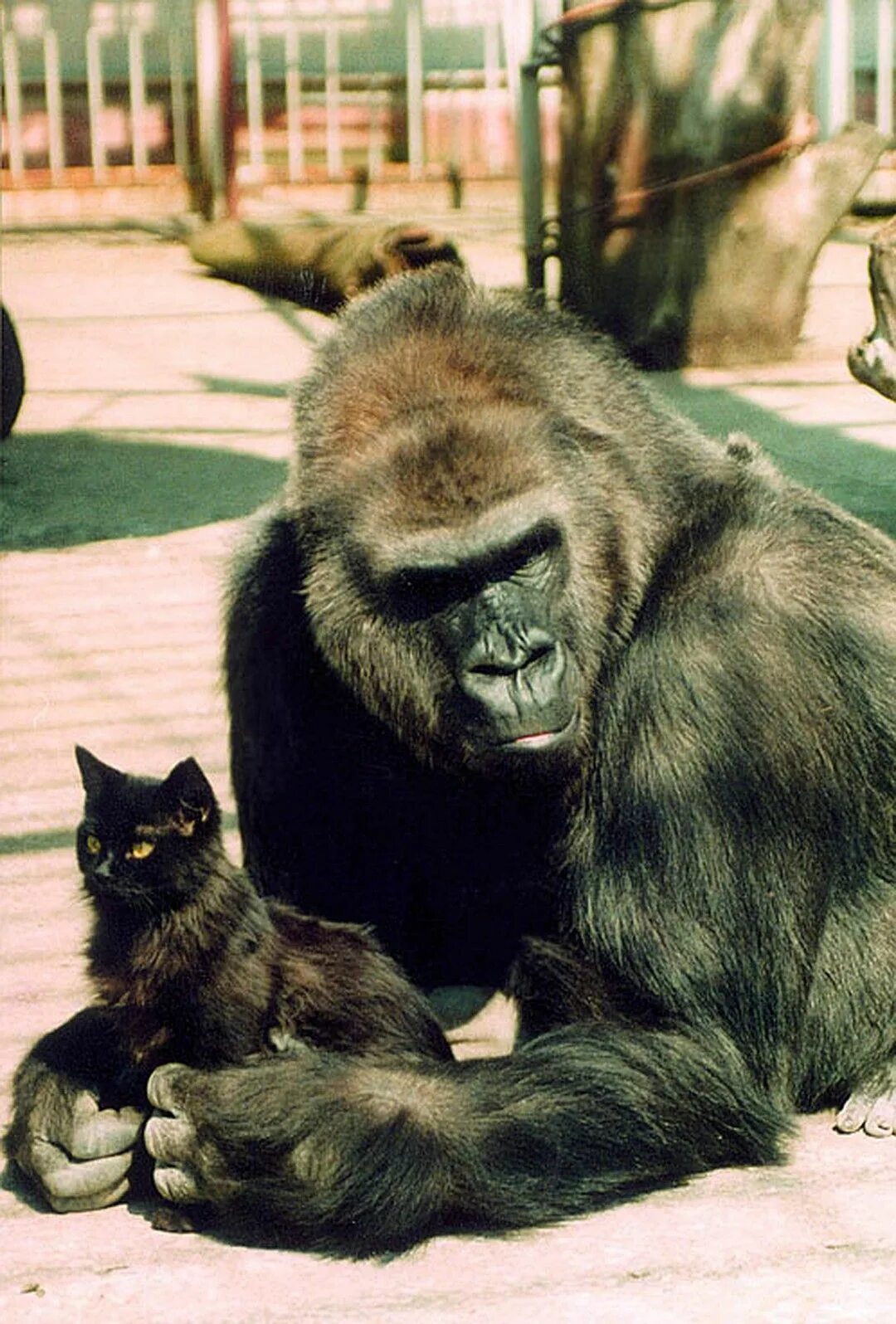 Обезьяна и кот. Горилла Коко. Обезьяна в зоопарке. Кот и обезьяна. Шимпанзе в зоопарке.