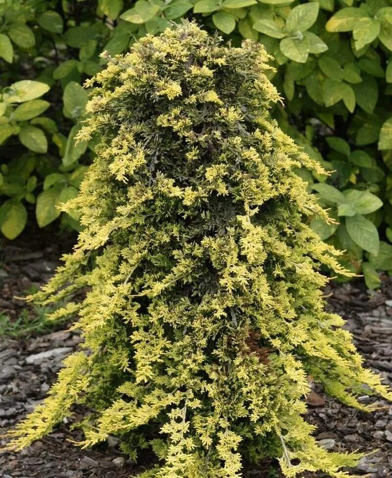 Купить I10 Можжевельник 'золотой ковер' (Juniperus horiz.) р9: отзывы, фото и ха