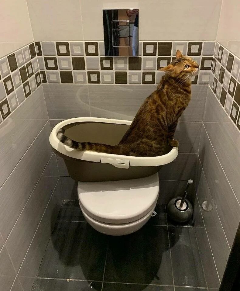 Как приучить кота кошку