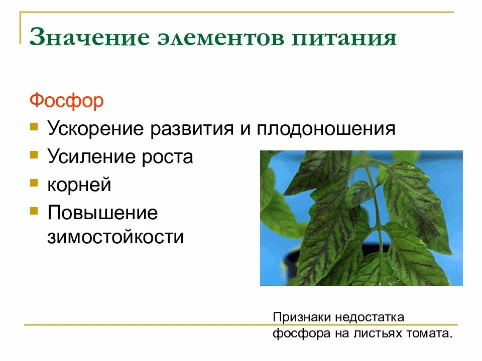 Орган растения выполняющий функцию минерального питания. Значение элементов питания для растений. минеральное питание растений. значение минерального питания для растения. значение питания для растений.