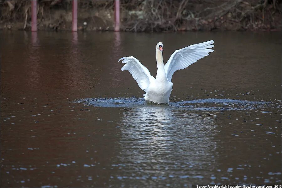 погода в лебедях калининского. погода в лебедях калининского. лебеди. краснодар хутор лебеди. погода в лебедях калининского.