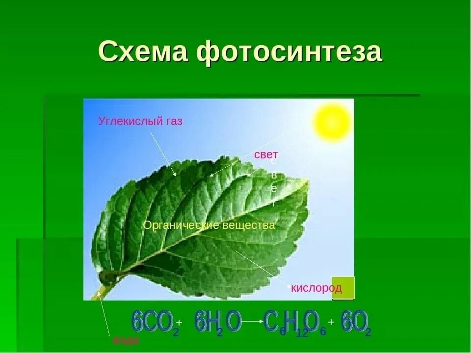 Фотосинтез углекислый. Фотосинтез. изображение фотосинтеза. фотосинтез фото. растения без фотосинтеза.