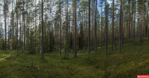 Кировская панорама ленинградская область