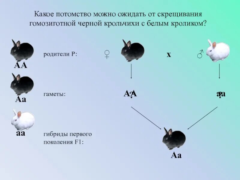 Сколько дает потомства. При скрещивании черного кролика. Схема скрещивания кроликов. При скрещивании черной самки кролика с белым. При скрещивании черной самки кролика.