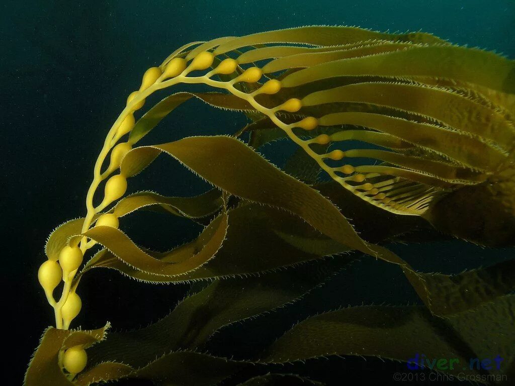 Kelp extract