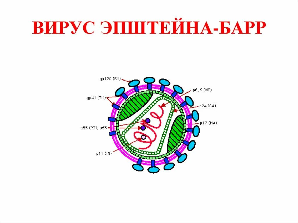 Строение вируса Эпштейна-Барр. Структура вируса Эпштейна Барра. Вирус Эпштейна-Барра строение вируса. Вирус Эпштейна-Барр структура. Вирус epstein barr virus