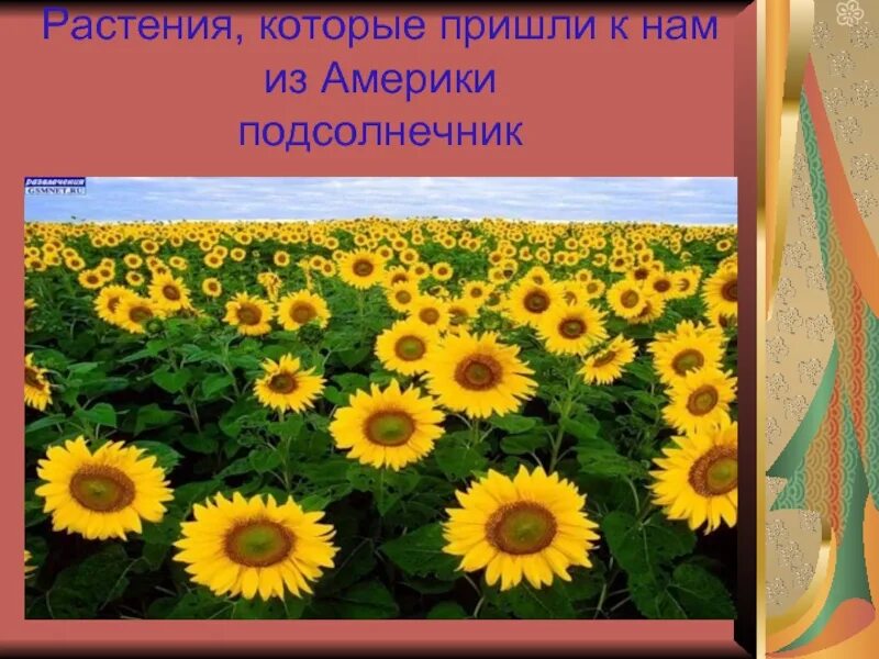 Приведи пример культурного растения пришедшего. Культурное растение пришедшее к нам. растения из дальних стран. культурное растение пришедшее к нам из дальних. культурное растение пришедшее из дальних стран.