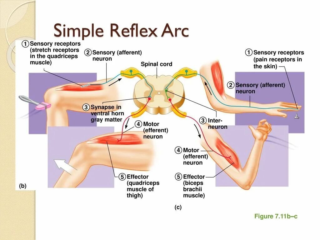 Рефлекс плеча. Reflex Arc Complex. Spinal Reflex Arc. Дуга бицепс рефлекса. Бицепс рефлекс рефлекторная дуга.