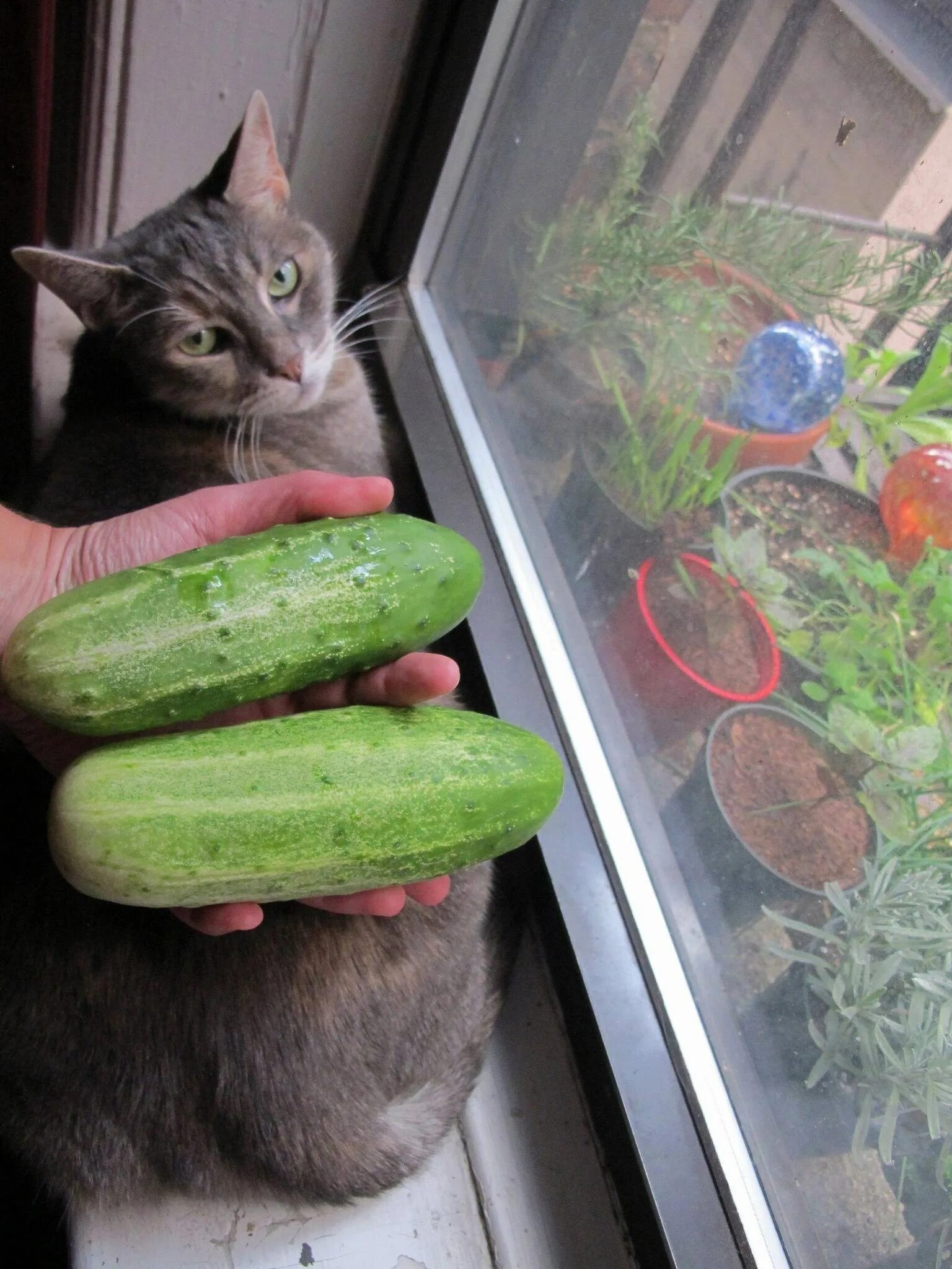Огуречная кошка. Огуречная кошка. Кот боится огурца. Огуречная кошка. Прикольный огурец.