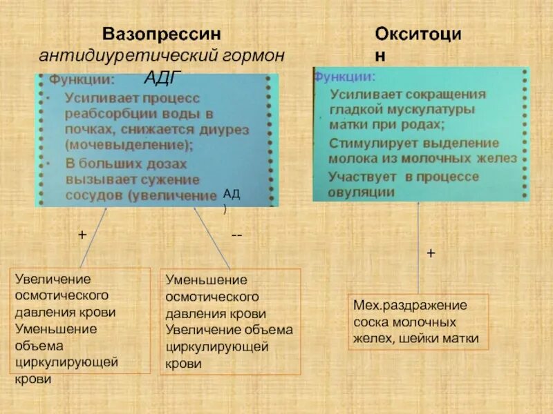 Почему различна роль. Вазопрессин гормон функции. Антидиуретический гормон функции. Роль антидиуретического гормона. Вазопрессин функции.