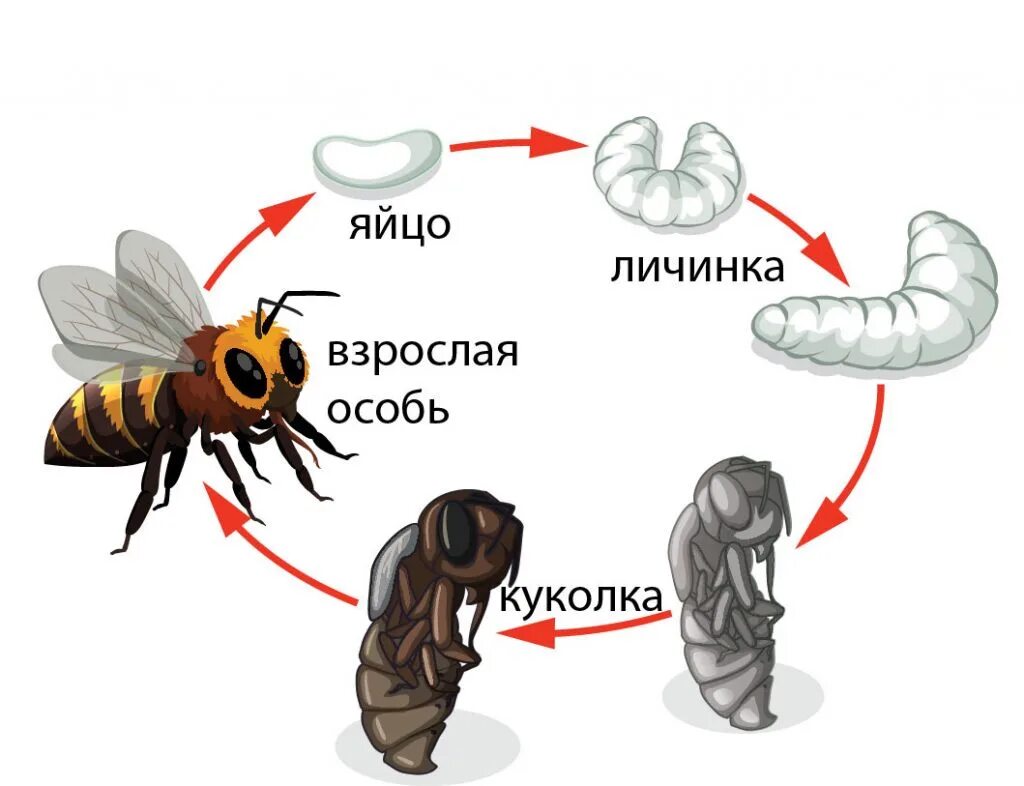 Сколько живет ос. Жизненный цикл пчелы медоносной. Цикл развития пчелы схема. Жизненный цикл пчелы для детей. Стадии развития медонной пяеры.