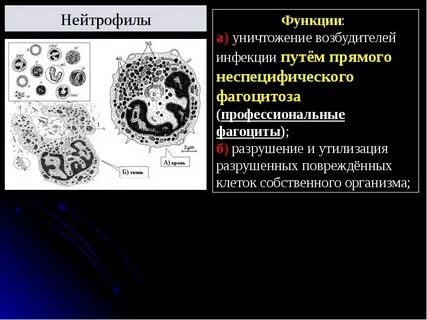 Нейтрофилы функции