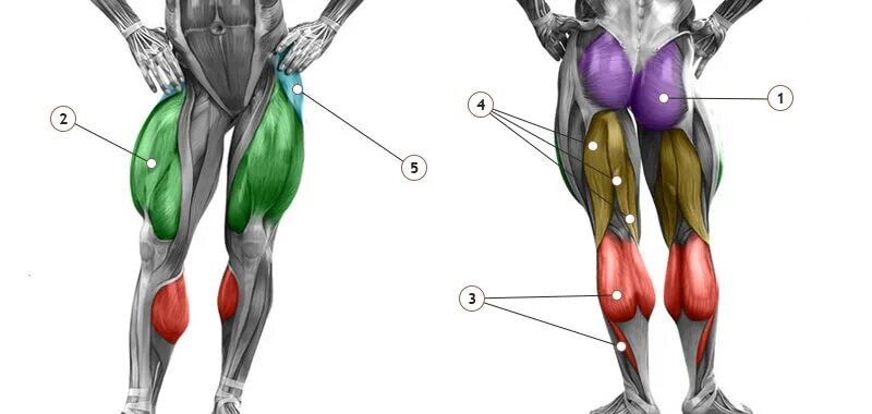 Квадрицепс ноги