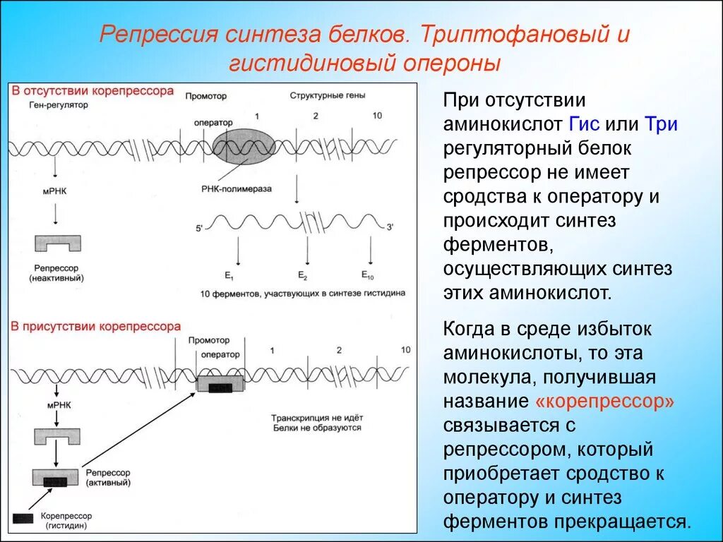 Синтезирует белки ферменты. Триптофановый оперон. Гистидиновый оперон. Репрессия гистидинового оперона. Принцип работы гистидинового оперона.