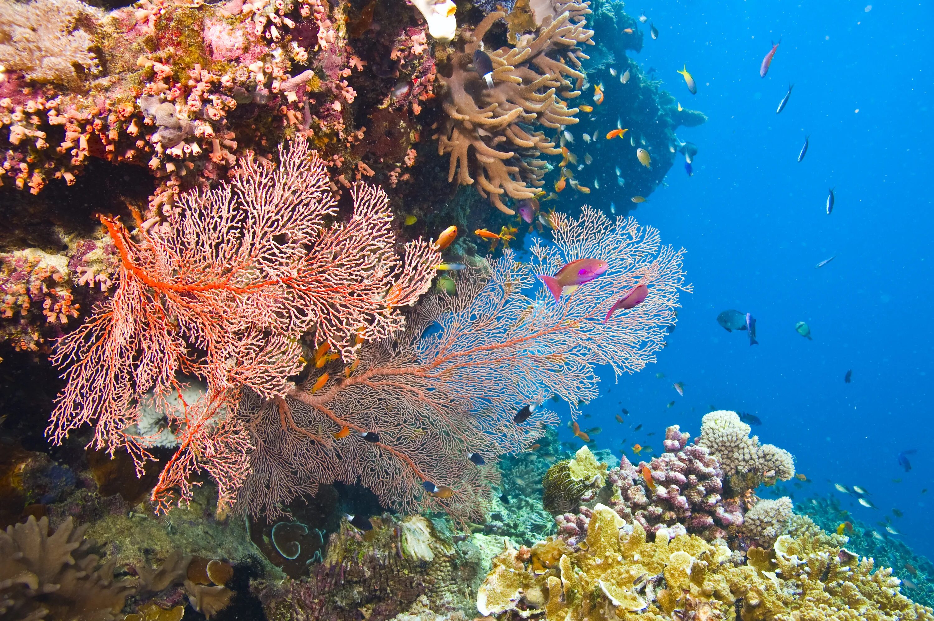 Coral reef s. Коралловый Барьерный риф. Большой Барьерный риф в коралловом море. Большой Барьерный риф коралловые полипы. Морской парк большого барьерного рифа.